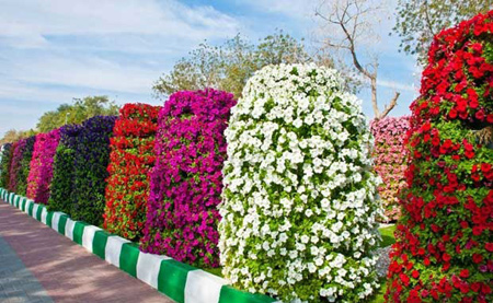 عکسهایی دیدنی از پارکی سرسبز و هزار رنگ در امارات عکسهایی دیدنی از پارکی سرسبز و هزار رنگ در امارات