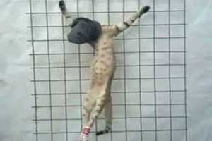 اعدام کردن گربه به دست تروریست های داعشی (عکس)