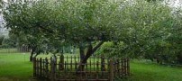 عکس های واقعی درخت سیب معروف نیوتن