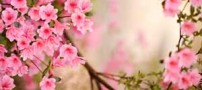شعر زیبای شکوفه های هلو از حسین منزوی