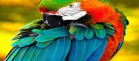 عکسهای دیدنی و زیبا از ترکیب رنگ ها در بدن جانوران