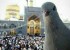 عکس سلفی کبوتر حرم امام رضا با حرم مطهر ایشان