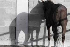 آمار وحشتناک تجاوز جنسی به اسب در سوئیس (عکس)