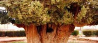 این درخت قطور به دست پسر نوح در یزد کاشته شده (عکس)