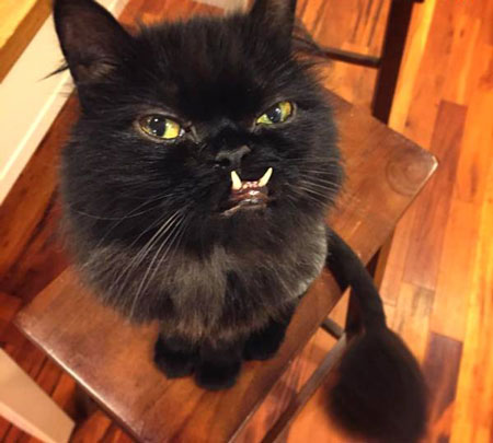 عکس های گربه ای با دندان و چشمان شبیه به شیطان