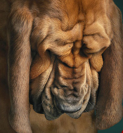عکس هایی دیدنی و جالب از عجیب ترین سگ های جهان