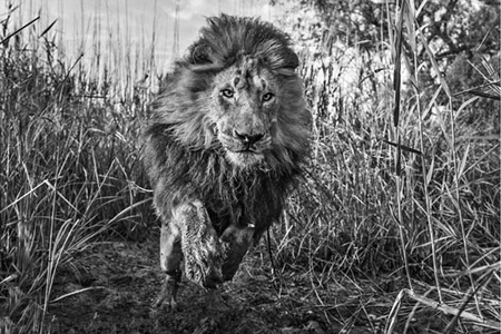 عکس های سیاه و سفید زیبا از حیوانات جنگل