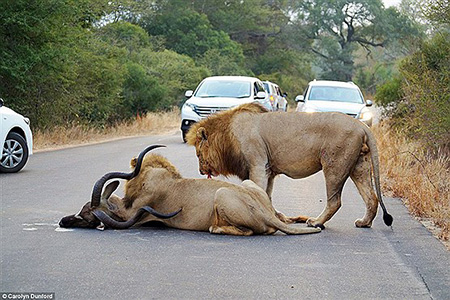 عکسهایی نادر از شکار شیرهای گرسنه وسط جاده