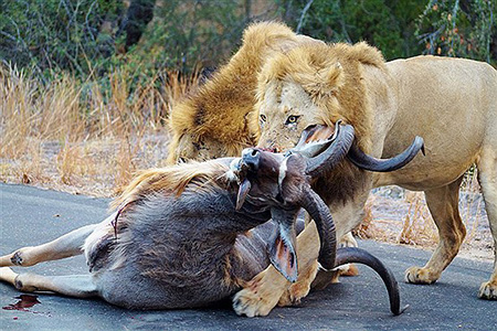عکسهایی نادر از شکار شیرهای گرسنه وسط جاده عکسهایی نادر از شکار شیرهای گرسنه وسط جاده