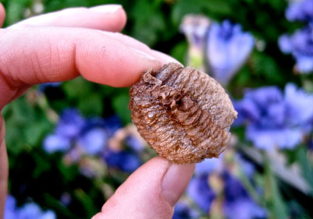 حشره ای مفید برای گیاهان به نام آخوندک (+تصاویر)