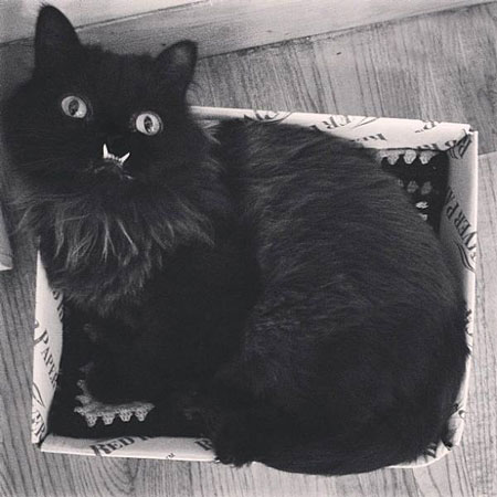 عکس های گربه ای با دندان و چشمان شبیه به شیطان