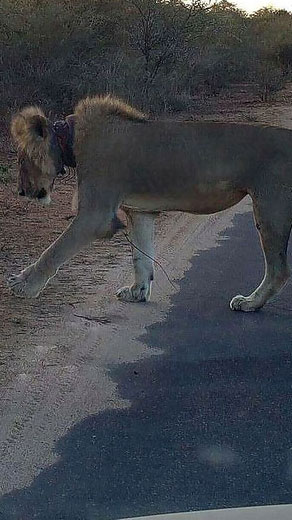 فیسبوک جان این شیر زخمی را از مرگ نجات داد! (عکس) فیسبوک جان این شیر زخمی را از مرگ نجات داد! (عکس)