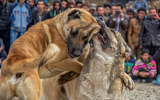 تصاویری از نبرد خونین سگ‌های وحشی در شهر زنجان