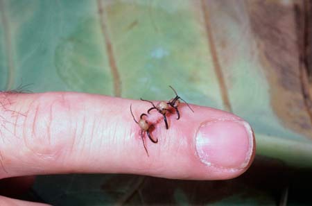 مورچه های شگفت انگیزی که زخم ها را بخیه میزنند (عکس)