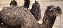 دختر هنرمندی که روی شتر نقاشی می کشد (عکس)