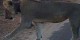 فیسبوک جان این شیر زخمی را از مرگ نجات داد! (عکس)