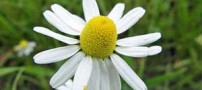 آشنایی با خواص چای بابونه برای بیماری ها