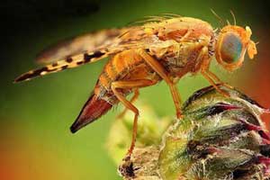 وجود حشرات در کره زمین چه فوایدی دارد؟