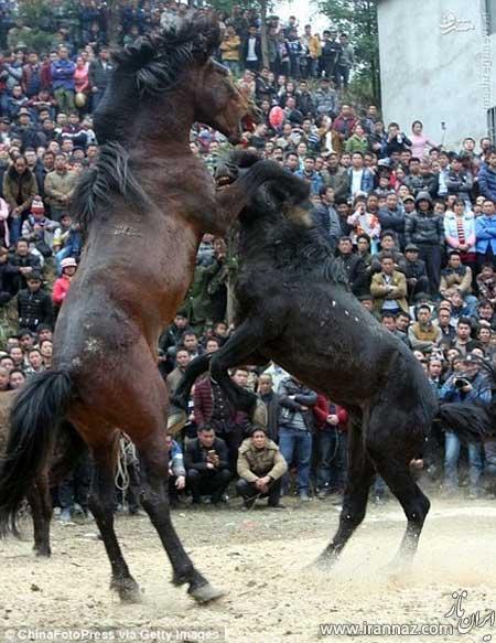 فستیوال جالب جنگ خونین اسب‌ها در چین (عکس)