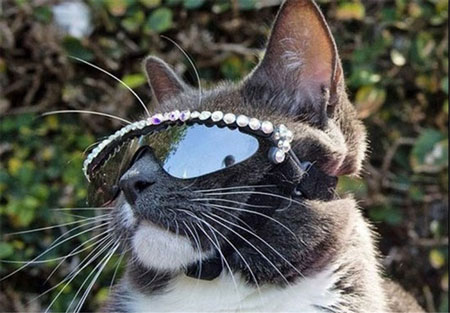 گربه‌‌ که مجبور است همیشه عینک آفتابی بزند (عکس)