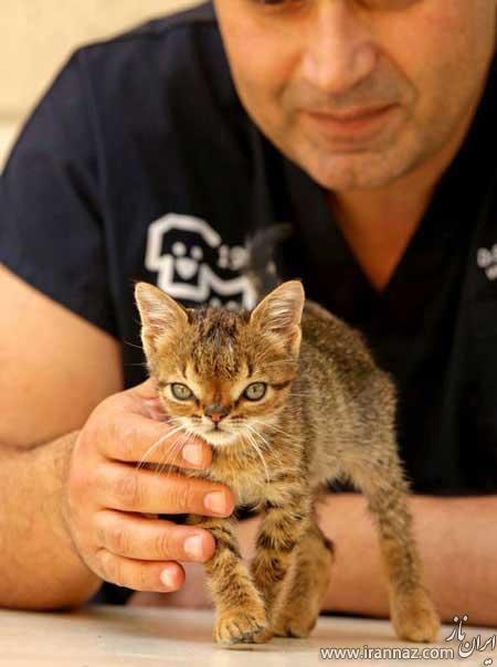 نخستین گربه مبتلا به سندرم داون در جهان (عکس)