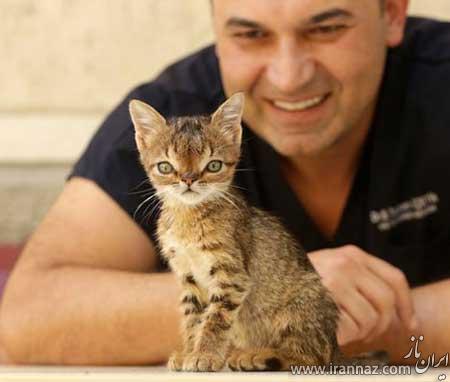 نخستین گربه مبتلا به سندرم داون در جهان (عکس)
