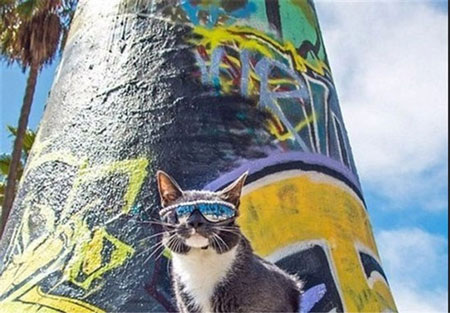 گربه‌‌ که مجبور است همیشه عینک آفتابی بزند (عکس)