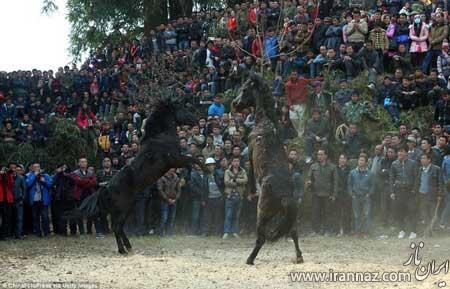 فستیوال جالب جنگ خونین اسب‌ها در چین (عکس)