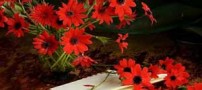 جملات زیبا و قصار در وصف روز نیکوکاری