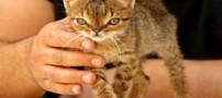 نخستین گربه مبتلا به سندرم داون در جهان (عکس)