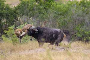 تصاویر حیات وحش از جنگ خونین گاومیش با دو شیرنر