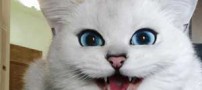 تصاویر گربه ای که زیباترین چشم های جهان را دارد