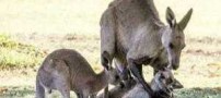 عکس تکان دهنده از جان دادن یک کانگورو در آغوش جفتش
