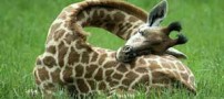 عکس های دیدنی از نحوه خوابیدن زرافه ها