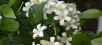 آشنایی با گیاهان سنتی معطر خانگی