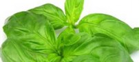 آشنایی با خواص ریحان در طب سنتی