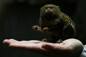 کوچک ترین میمون جهان اندازه یک کف دست (عکس)