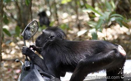میمونی که از دیدن چهره اش در آینه وحشت زده شد (عکس)