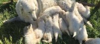 سگی که 17 توله به دنیا آورد! (عکس)