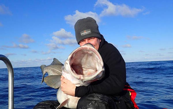 صید برزرگترین ماهی های تاریخ در دریای نروژ (عکس)
