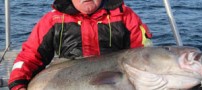 صید برزرگترین ماهی های تاریخ در دریای نروژ (عکس)