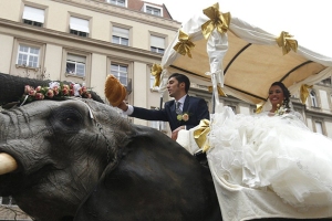 استفاده از فیل به جای ماشین عروس (عکس)