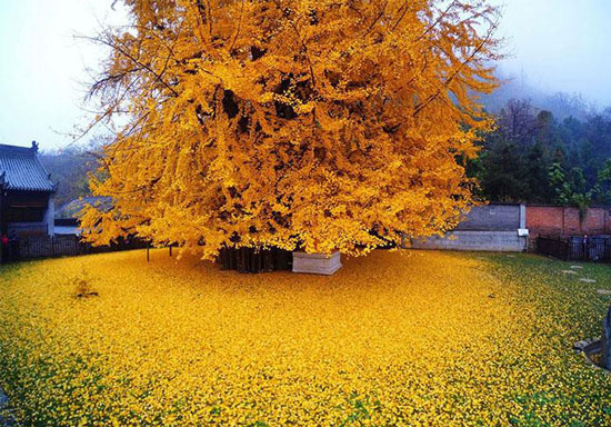 عکس هایی از برگ ریزان یک درخت زیبای 1400 ساله عکس هایی از برگ ریزان یک درخت زیبای 1400 ساله