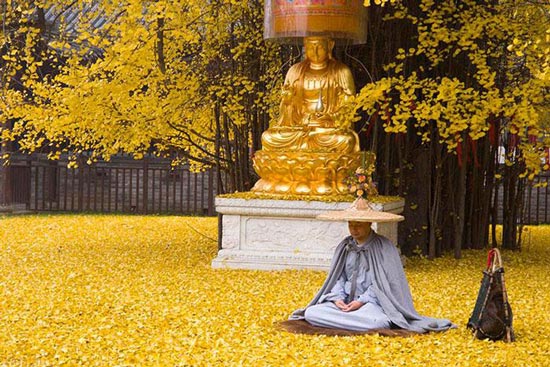 عکس هایی از برگ ریزان یک درخت زیبای 1400 ساله عکس هایی از برگ ریزان یک درخت زیبای 1400 ساله