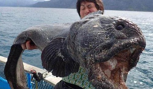 تصاویری دیدنی از صید بزرگترین ماهی های جهان