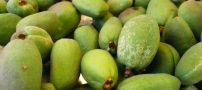 چغاله بادام و نیمه ی پنهان آن