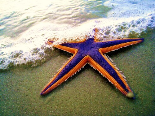 دانستنی هایی جالب درباره ی ستاره دریایی