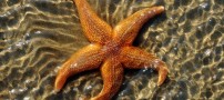 دانستنی هایی جالب درباره ی ستاره دریایی