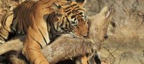 عکس های وحشتناک از لحظه شکار گوزن توسط ببر