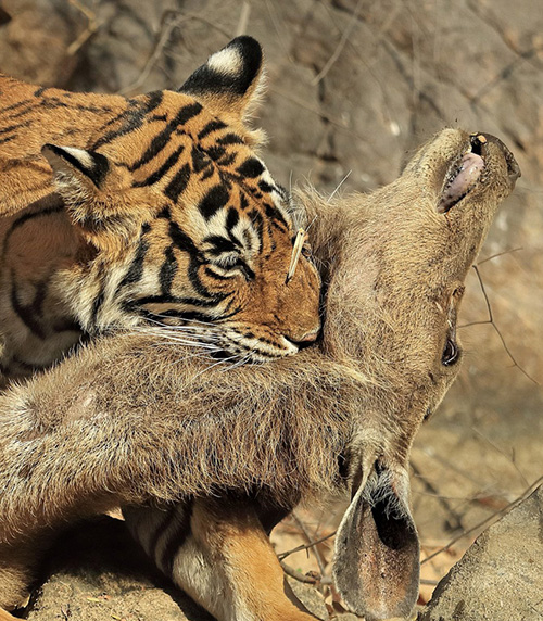 عکس های وحشتناک از لحظه شکار گوزن توسط ببر